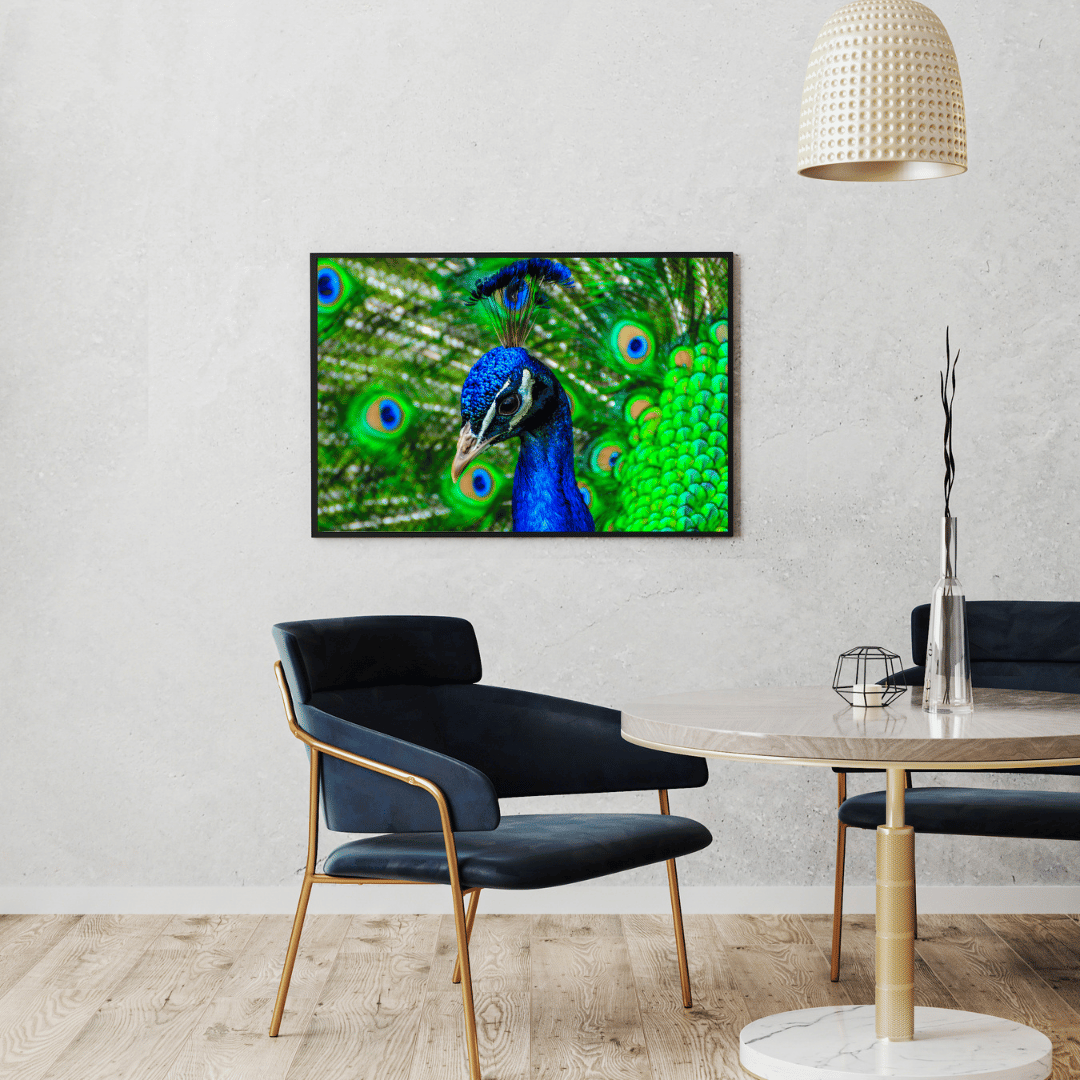Royal Gaze: Peacock Majesty HD Acrylic Photo Print