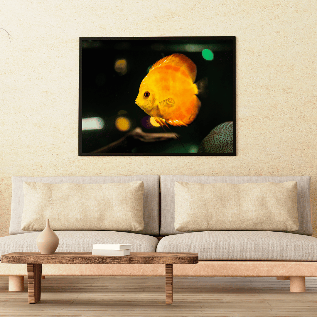 Golden Glow: Discus Fish in Spotlight HD Acrylic Photo Print