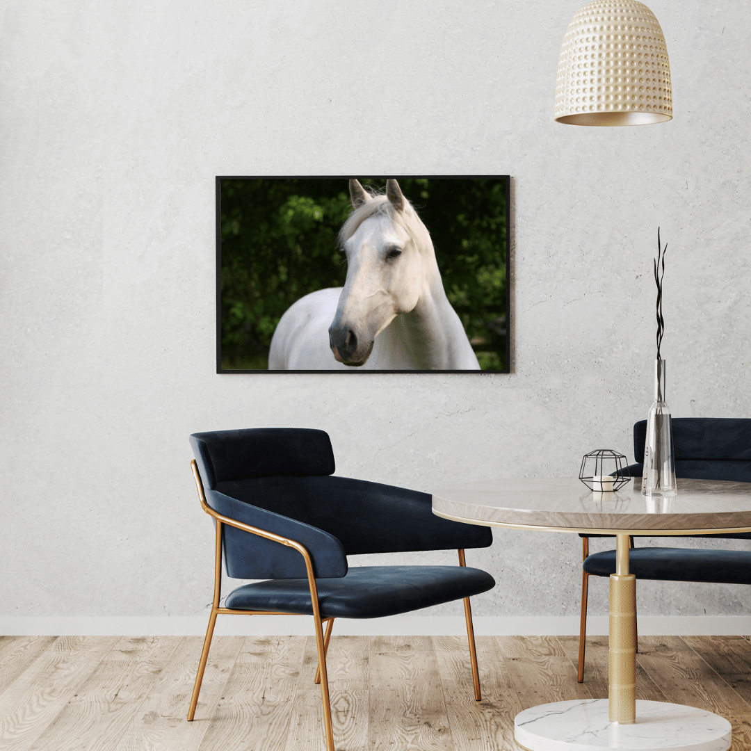 Graceful Gaze: White Stallion Serenity HD Acrylic Photo Print