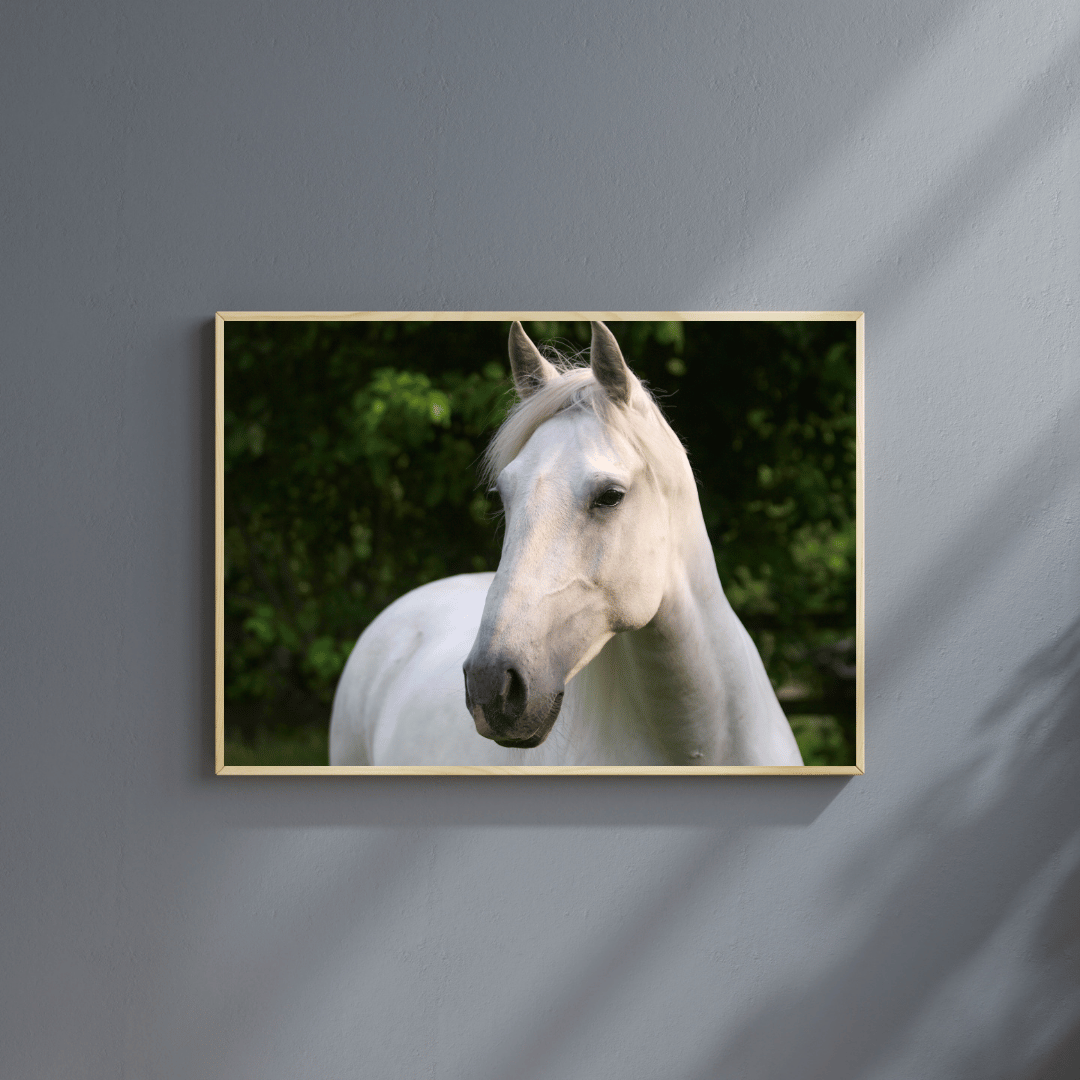 Graceful Gaze: White Stallion Serenity HD Acrylic Photo Print