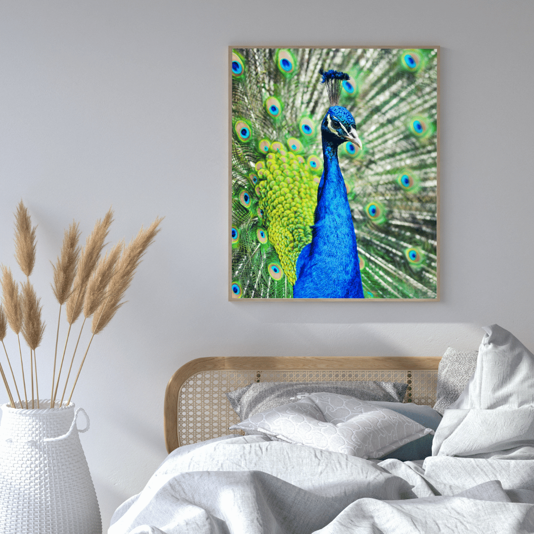 Royal Pride: The Radiant Peacock HD Acrylic Photo Print