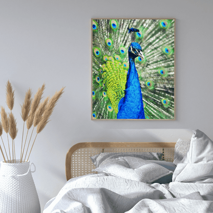 Royal Pride: The Radiant Peacock HD Acrylic Photo Print