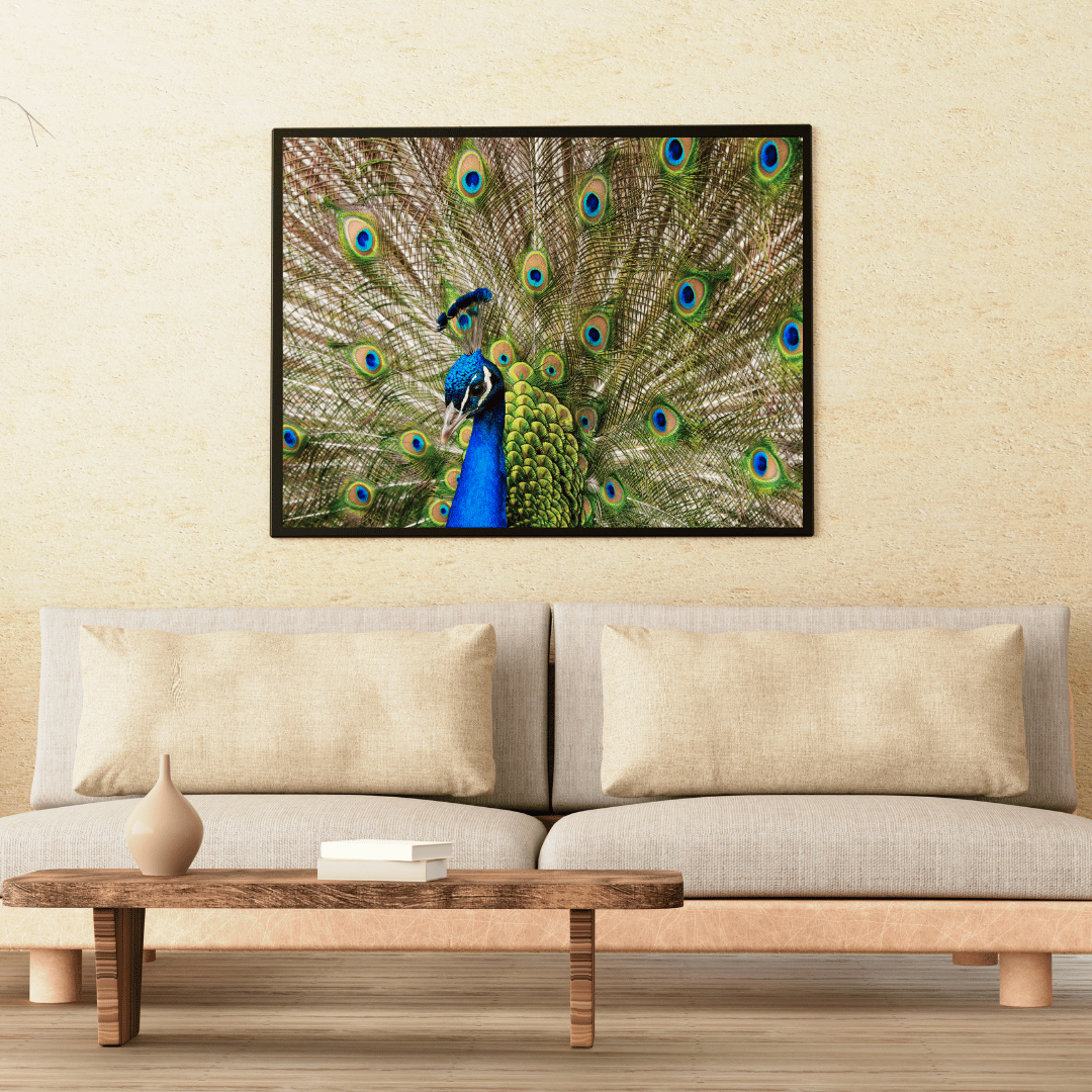 Royal Bloom: Peacock in Full Glory HD Acrylic Photo Print