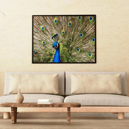 Royal Bloom: Peacock in Full Glory HD Acrylic Photo Print