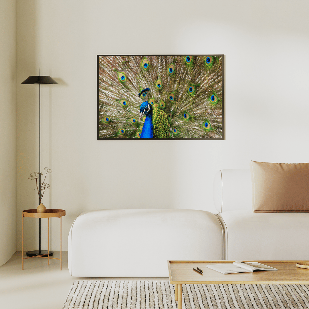 Royal Bloom: Peacock in Full Glory HD Acrylic Photo Print
