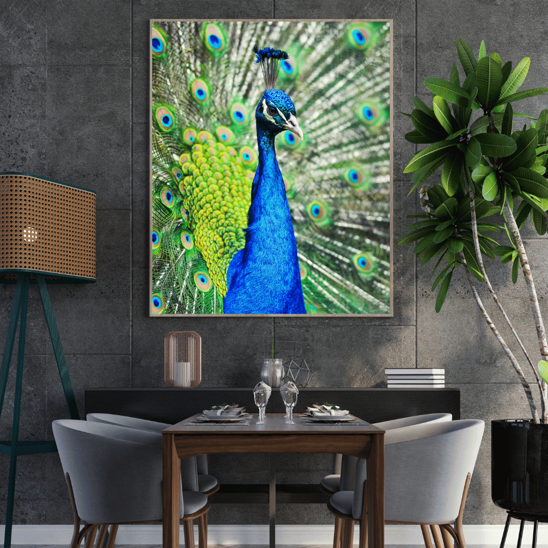 Royal Pride: The Radiant Peacock HD Acrylic Photo Print