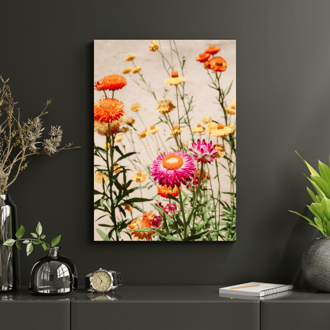 Strawflower Garden Glow HD Acrylic Photo Print
