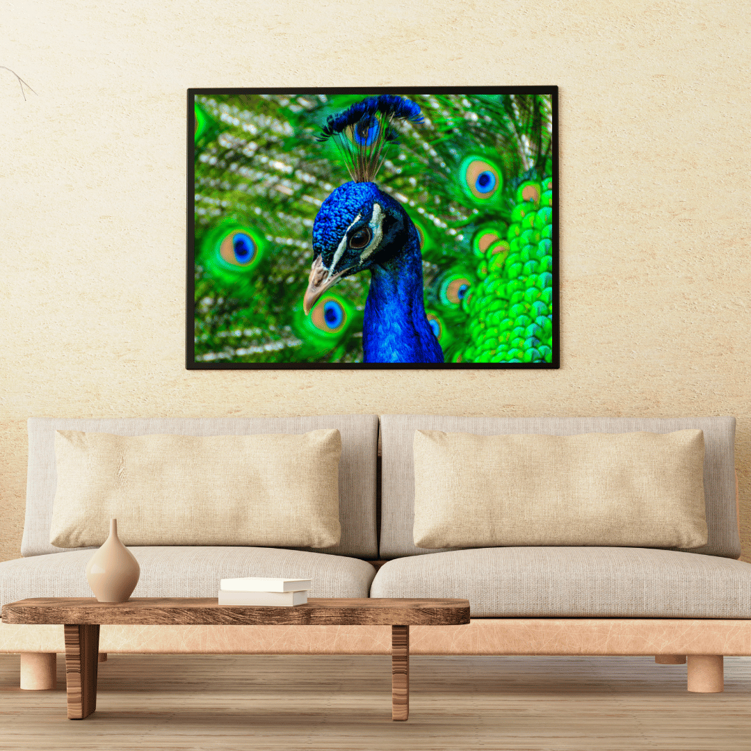Royal Gaze: Peacock Majesty HD Acrylic Photo Print