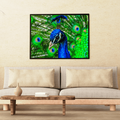 Royal Gaze: Peacock Majesty HD Acrylic Photo Print
