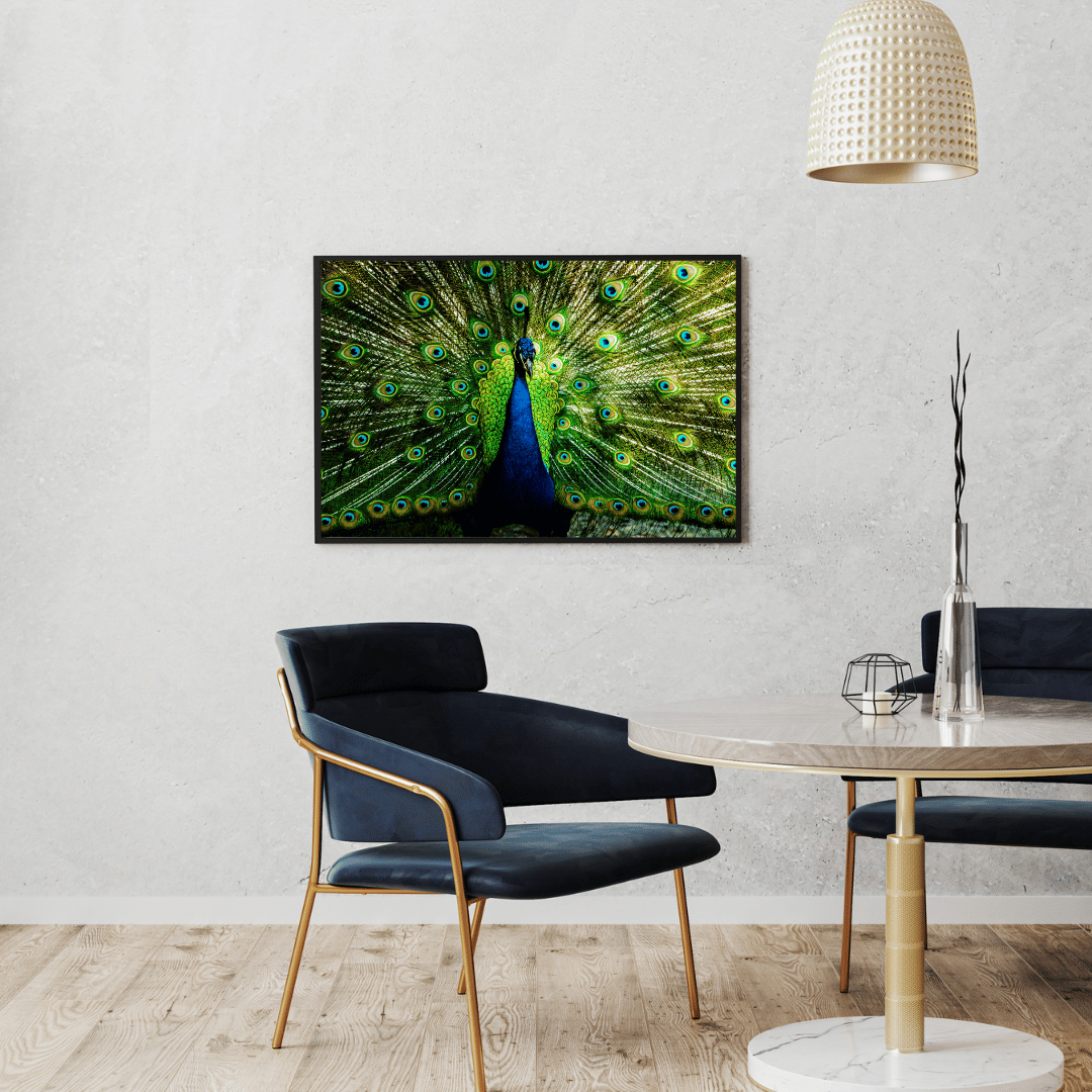 Royal Plumage: Dancing Peacock in Full Glory HD Acrylic Photo Print