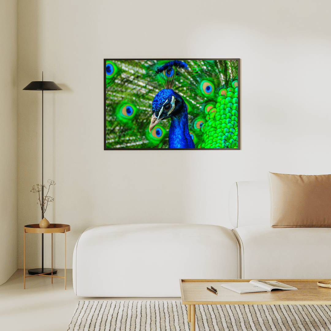 Royal Gaze: Peacock Majesty HD Acrylic Photo Print