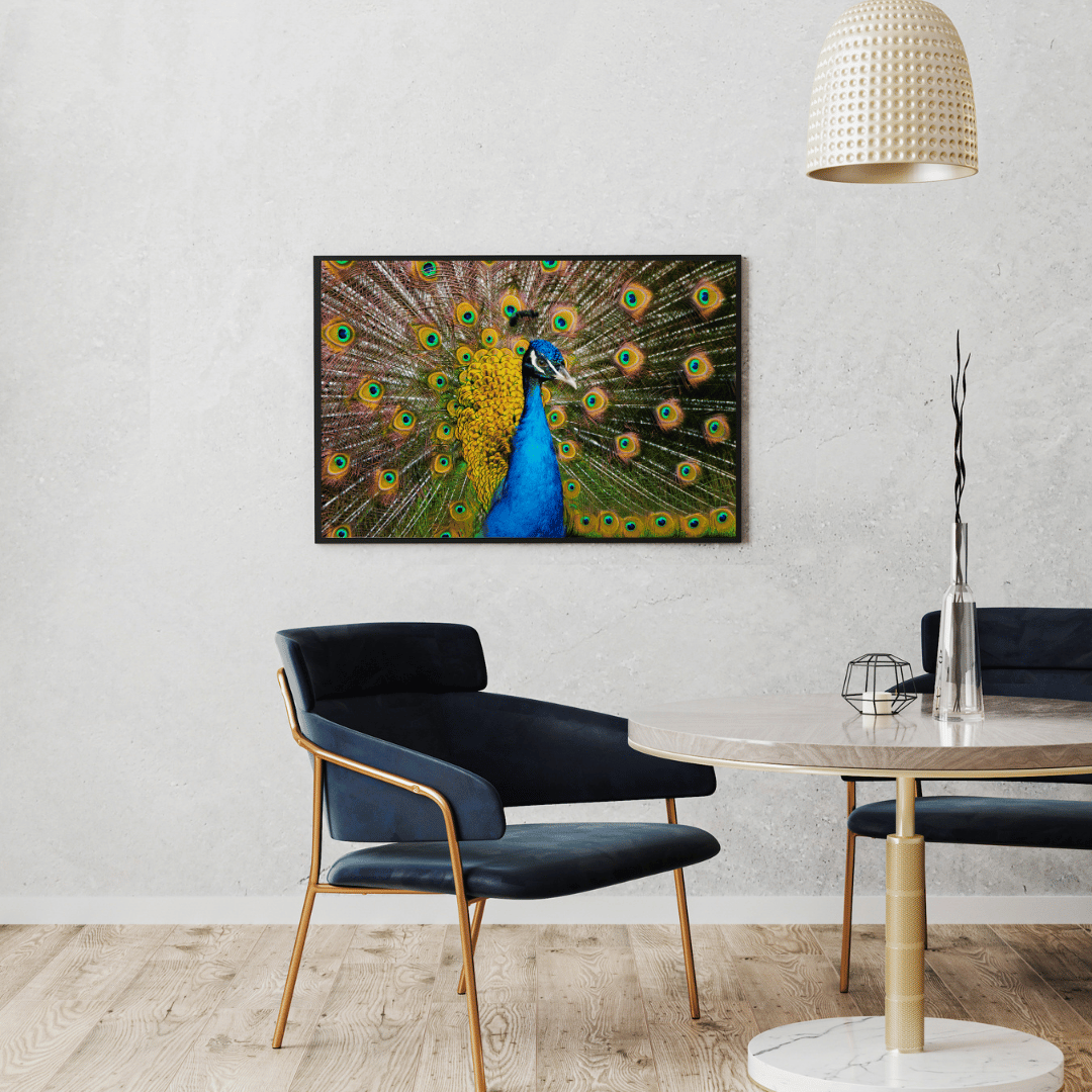 Radiant Royalty: Peacock in Full Glory HD Acrylic Photo Print