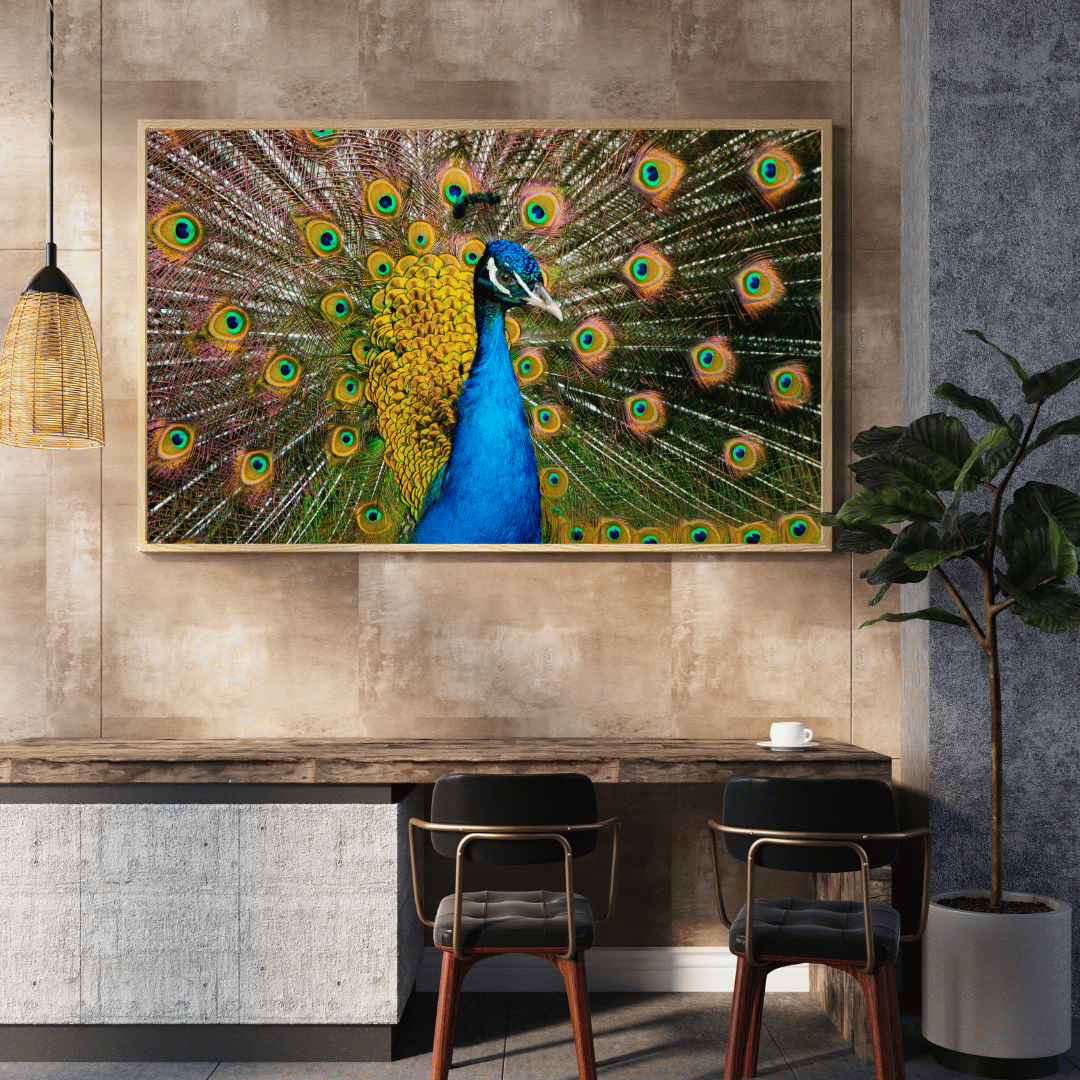 Radiant Royalty: Peacock in Full Glory HD Acrylic Photo Print