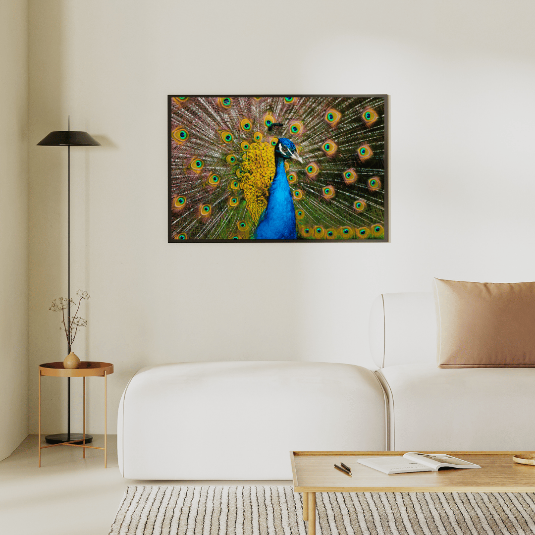 Radiant Royalty: Peacock in Full Glory HD Acrylic Photo Print