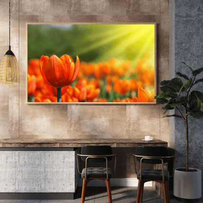 Golden Glow of Tulips HD Acrylic Photo Print