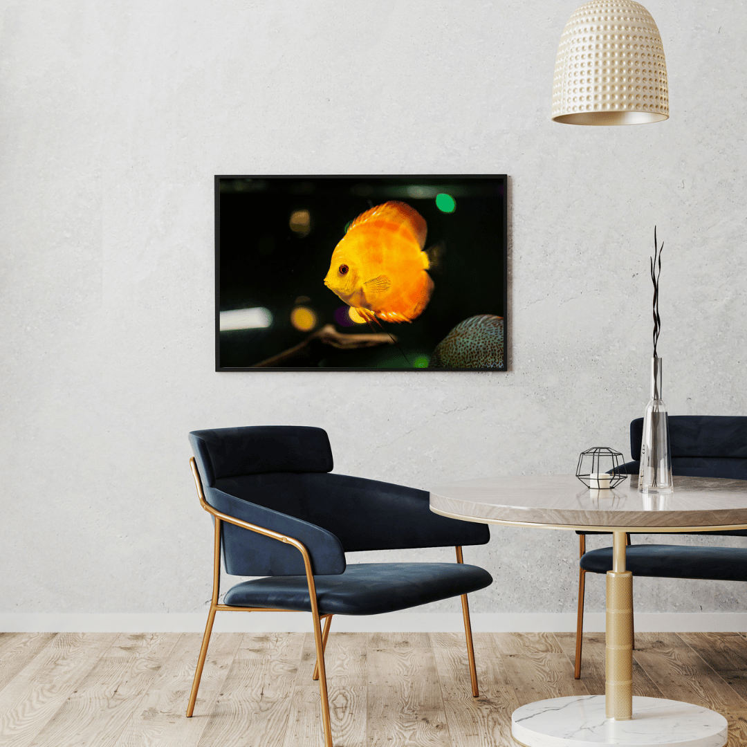 Golden Glow: Discus Fish in Spotlight HD Acrylic Photo Print