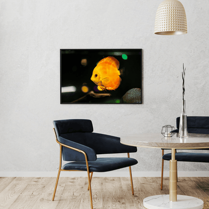 Golden Glow: Discus Fish in Spotlight HD Acrylic Photo Print