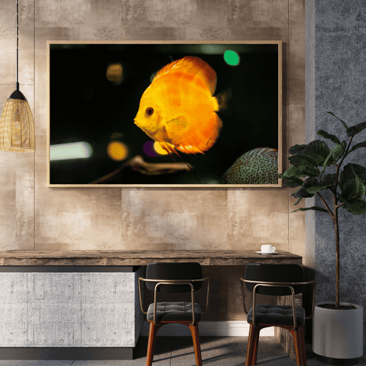 Golden Glow: Discus Fish in Spotlight HD Acrylic Photo Print
