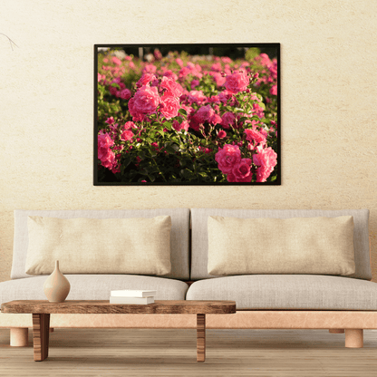 Rosy Bloom Garden HD Acrylic Photo Print