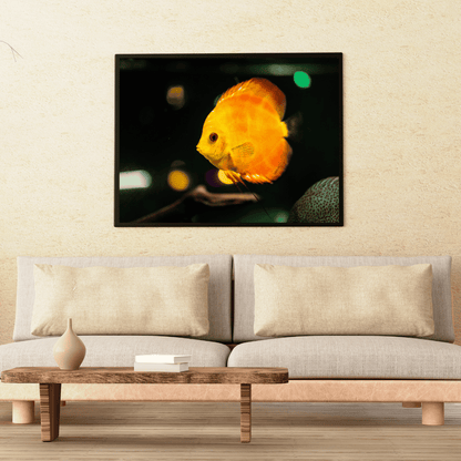 Golden Glow: Discus Fish in Spotlight HD Acrylic Photo Print