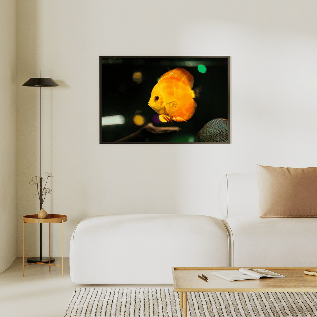 Golden Glow: Discus Fish in Spotlight HD Acrylic Photo Print