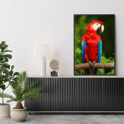 Tropical Majesty: Scarlet Macaw HD Acrylic Photo Print