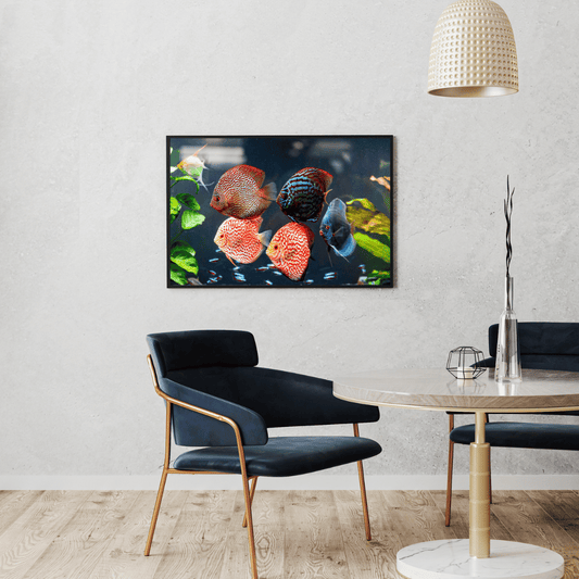 Symphony of Scales: Vibrant Discus Fish Aquarium HD Acrylic Photo Print