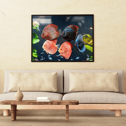 Symphony of Scales: Vibrant Discus Fish Aquarium HD Acrylic Photo Print