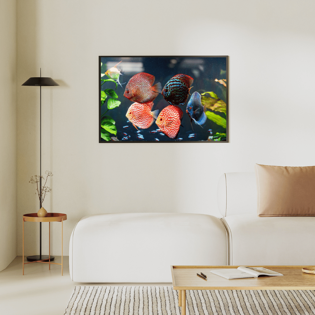 Symphony of Scales: Vibrant Discus Fish Aquarium HD Acrylic Photo Print