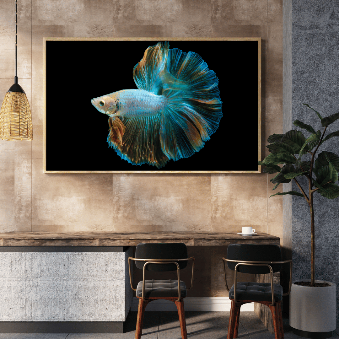 Royal Ripple: Betta Fish in Motion HD Acrylic Photo Print
