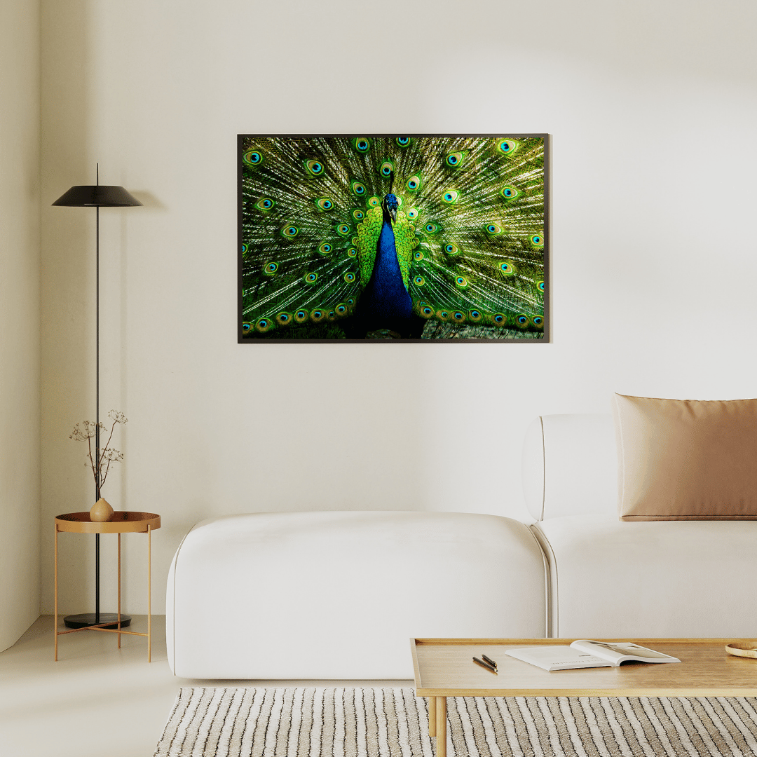 Royal Plumage: Dancing Peacock in Full Glory HD Acrylic Photo Print