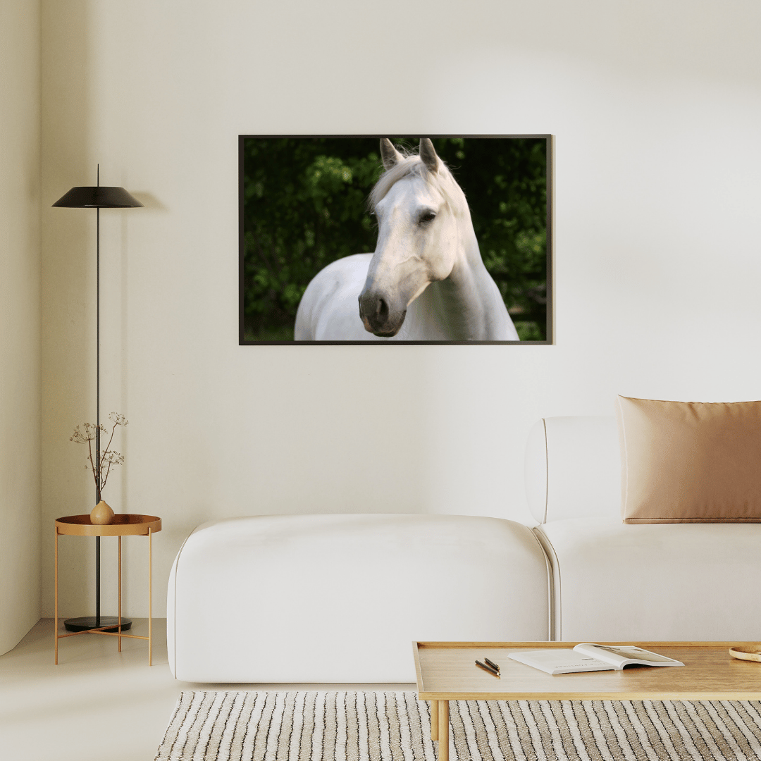 Graceful Gaze: White Stallion Serenity HD Acrylic Photo Print