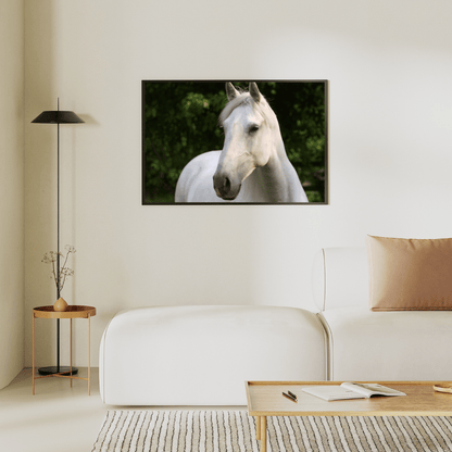 Graceful Gaze: White Stallion Serenity HD Acrylic Photo Print