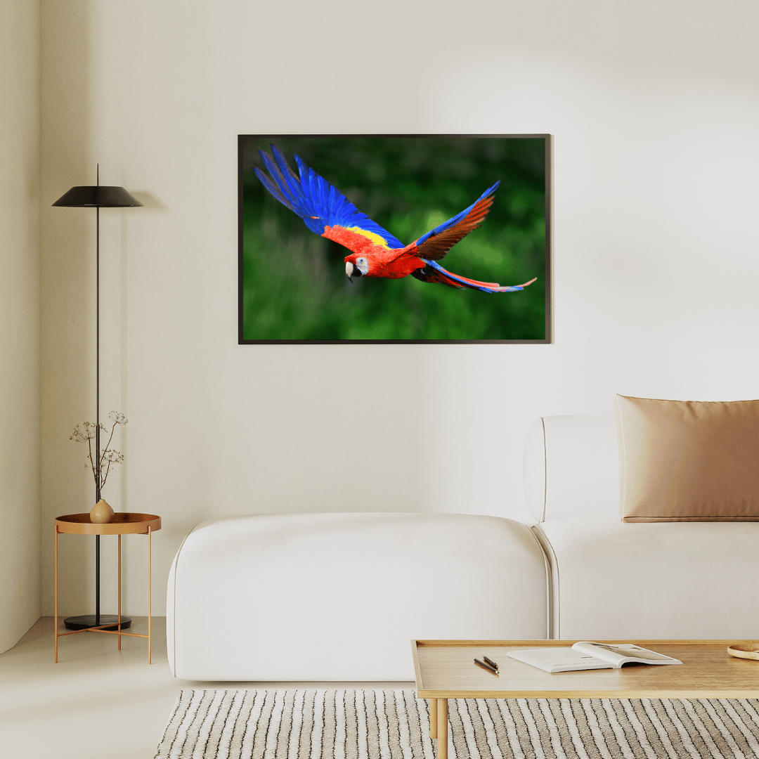 Wings of the Wild: Scarlet Macaw in Flight HD Acrylic Photo Print