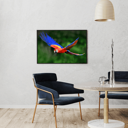 Wings of the Wild: Scarlet Macaw in Flight HD Acrylic Photo Print
