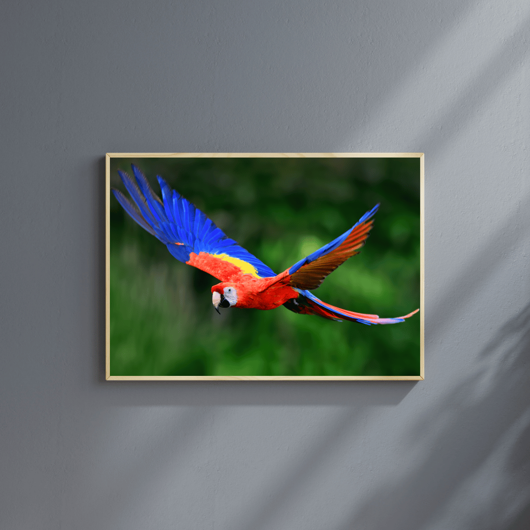 Wings of the Wild: Scarlet Macaw in Flight HD Acrylic Photo Print