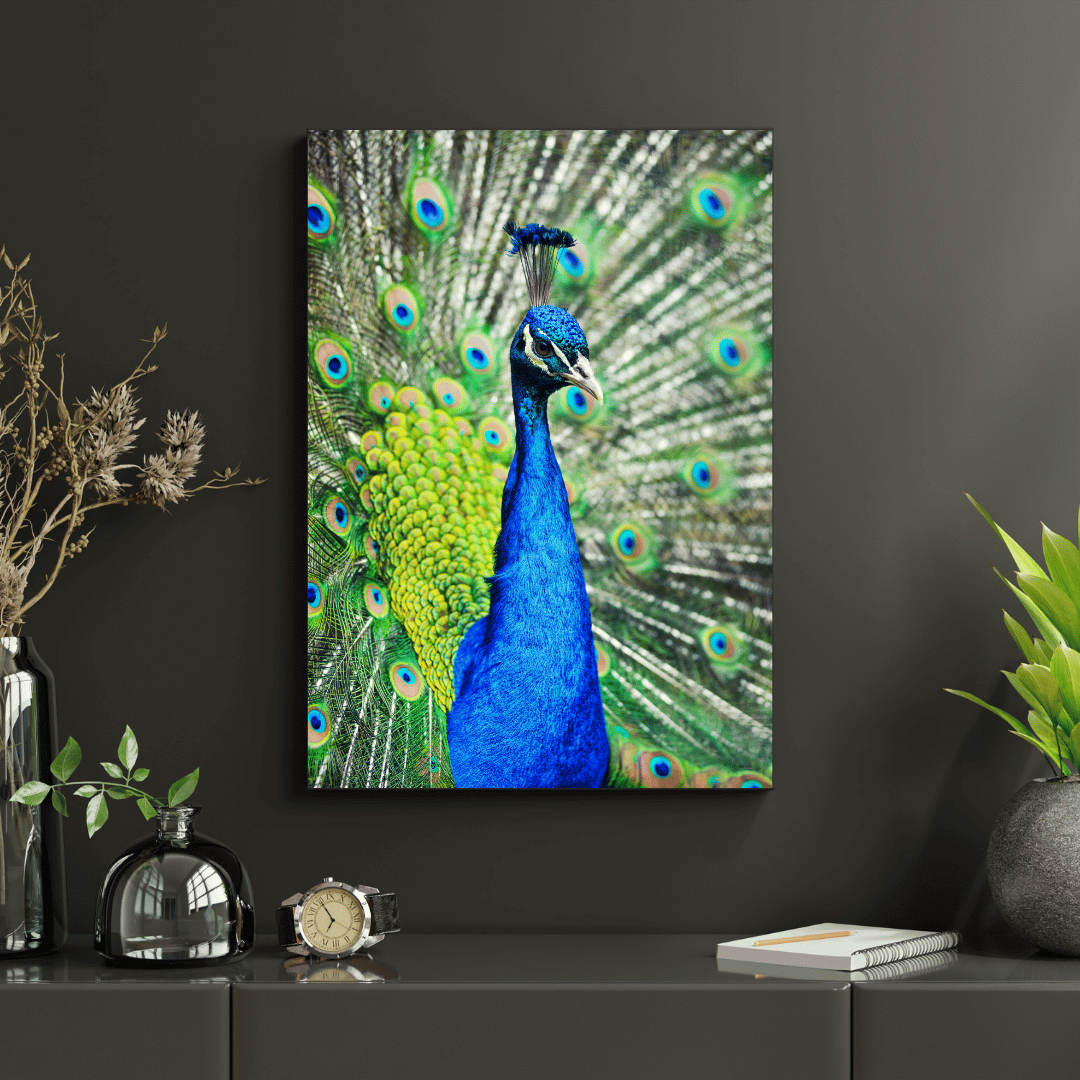 Royal Pride: The Radiant Peacock HD Acrylic Photo Print