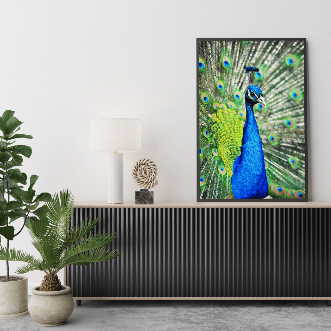 Royal Pride: The Radiant Peacock HD Acrylic Photo Print