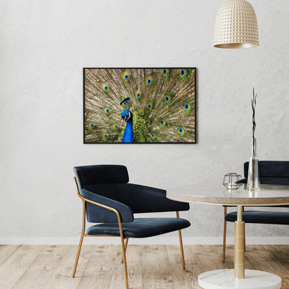 Royal Bloom: Peacock in Full Glory HD Acrylic Photo Print